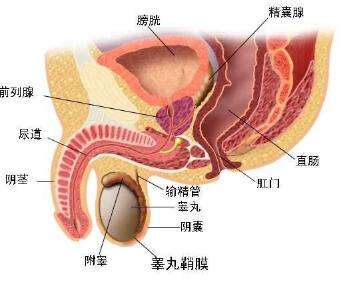 睾丸炎会引发男性不育吗?